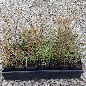 Coprosma propinqua x 150