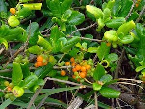 Nursery (flower, shrubs, ornamental trees): Coprosma repens x 30