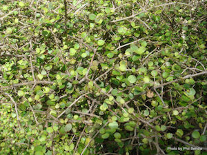 Coprosma rotundifolia x 10 Landscape Grade