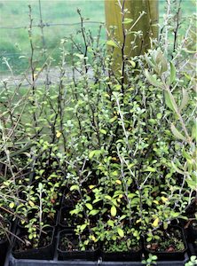 Corokia Emerald and Jade x 42 Wholesale Grade