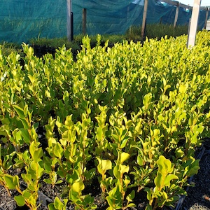 Griselinia littoralis ‘Broadway Mint’ Landscape Grade x 30 plants