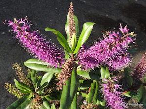 Nursery (flower, shrubs, ornamental trees): Hebe ‘Wiri Prince’ ctn of 42