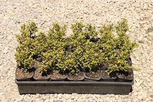 Nursery (flower, shrubs, ornamental trees): Hebe decumbens x 30 Landscape Grade