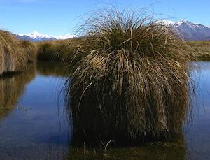 Carex Secta x 42 Wholesale Grade. 7cm pot