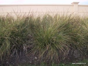 Carex virgata x 10 Riparian Grade