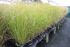 Nursery (flower, shrubs, ornamental trees): Carex virgata x 480. 7cm Pot