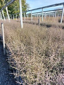 480 Plants Bulk Deal Coprosma propinqua