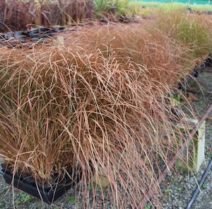 Carex tenuiclunis x 30 Landscape Grade