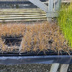 Carex tenuiclunis x 42 7cm Grade