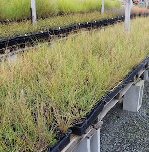 Nursery (flower, shrubs, ornamental trees): Chionochloa rigida x 10. 9cm Narrow leaved Snow Tussock