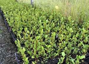 Nursery (flower, shrubs, ornamental trees): Grislinia litteralis. Broadleaf Canterbury Red x 10 Landscape Grade