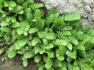 Leptinella dioica x 10 Landscape Grade