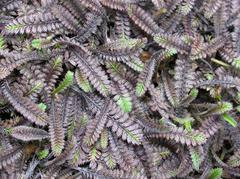 Leptinella squalida “Platts Black” x 42 Wholesale Grade