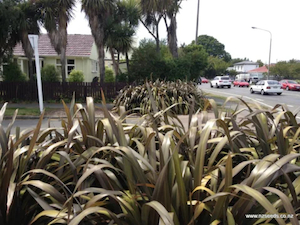 Phormium Cookianum Purple x 30 Landscape Grade