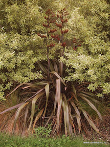 Nursery (flower, shrubs, ornamental trees): Phormium Tenax Purple x 10 Landscape Grade