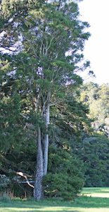 Prumnopitys taxifolia. Matai Landscape Grade x 10