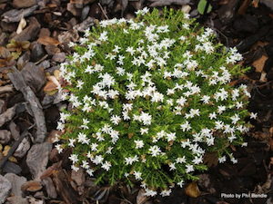 Nursery (flower, shrubs, ornamental trees): Hebe odora x 30 Landscape Grade