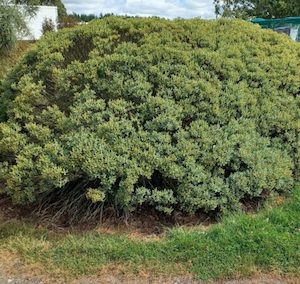 Nursery (flower, shrubs, ornamental trees): Hebe subfulvida x 10 Landscape Grade