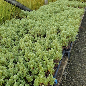 Nursery (flower, shrubs, ornamental trees): Hebe sutherlandii 10 plants. Landscape Grade