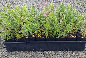 Nursery (flower, shrubs, ornamental trees): Hebe sutherlandii x 42 Wholesale Grade