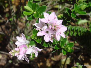 Nursery (flower, shrubs, ornamental trees): Hebe Toparia. x 30 Landscape Grade