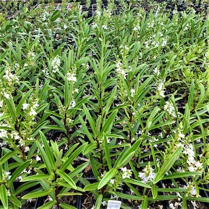 Nursery (flower, shrubs, ornamental trees): Hebe townsonii. x 42 Wholesale Grade