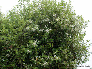 Nursery (flower, shrubs, ornamental trees): Hoheria populnea x 10 Landscape Grade