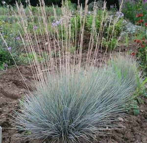 Festuca actae. Blue Tussock x 10 Landscape Grade