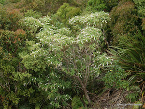 Hebe salisifolia x 30 Landscape Grade