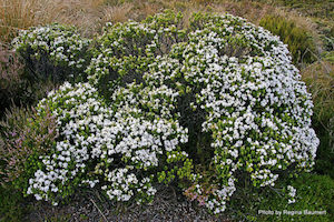 Nursery (flower, shrubs, ornamental trees): Hebe Venustula x 42 Wholesale Grade