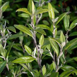 Nursery (flower, shrubs, ornamental trees): Corokia Gentry’s Green x 10 Landscape Grade