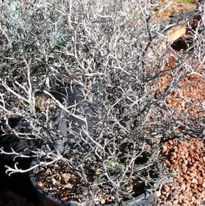 Corokia Little Prince x 42 Wholesale Grade