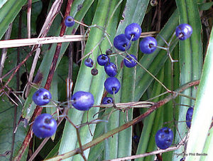 Dianella nigra x 30 Landscape Grade