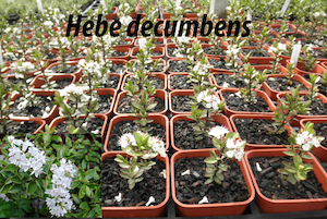 Hebe decumbens x 10 Landscape Grade