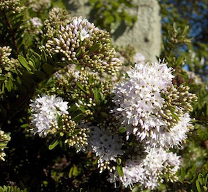 Nursery (flower, shrubs, ornamental trees): Hebe diosmifolia x 42 Wholesale Grade