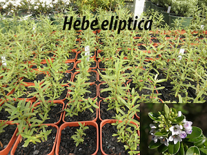 Hebe eliptica x 10 Landscape Grade