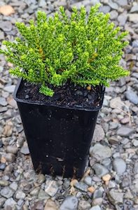 Nursery (flower, shrubs, ornamental trees): Hebe Emerald Green x 30 Landscape Grade