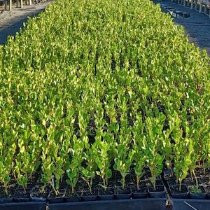 Grislinia litteralis. Broadleaf x 42 Wholesale Grade