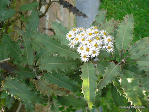 Nursery (flower, shrubs, ornamental trees): Olearia macrodonta x 30 Landscape Grade