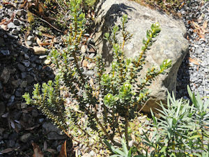 Nursery (flower, shrubs, ornamental trees): Olearia nummulariifolia x 10 Landscape Grade