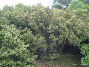 Olearia paniculata x 150 Landscape Grade