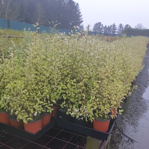 Olearia paniculata x 50 Large Grade