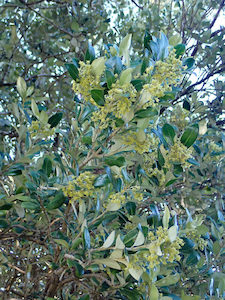 Olearia traversii x 150