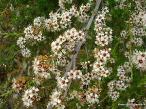 Leptospermum scoparium Manuka x 150 Landscape Grade