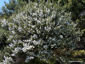 Leptospermum scoparium, Manuka x 10 Landscape Grade