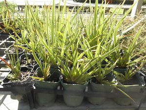 Nursery (flower, shrubs, ornamental trees): Libertia cranwelliae x 10