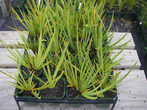 Libertia ixioides x 10