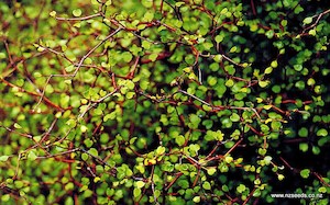 Nursery (flower, shrubs, ornamental trees): Muehlenbeckia astonii x 10 Landscape Grade