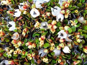 Nursery (flower, shrubs, ornamental trees): Muehlenbeckia axillaris x 10 Landscape Grade