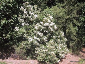 Olearia avicenniifolia x 10